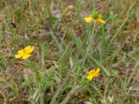 Ranunculus bulbosus Haväng, Skåne, Sweden 20170528_0091