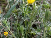 Ranunculus bulbosus Hilleshögs dalar, Landskrona, Skåne, Sweden 20160514_0013