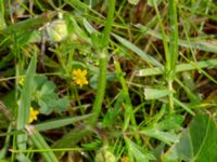 Ranunculus bulbosus Rostvingestigen, Bunkeflostrand, Malmö, Skåne, Sweden 20190531_0035