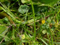 Ranunculus bulbosus Rostvingestigen, Bunkeflostrand, Malmö, Skåne, Sweden 20190531_0036