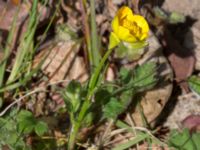 Ranunculus bulbosus Stenshuvud, Simrishamn, Skåne, Sweden 20170506_0087