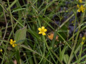 Ranunculus flammula - Lesser Spearwort - Ältranunkel