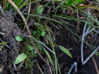 Ranunculus flammula Axelsgård, Rammsjöstrand, Båstad, Skåne, Sweden 20161008_0067