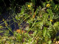 Ranunculus flammula Eskiltorps ängar, Vellinge, Skåne, Sweden 20170703_0019