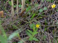 Ranunculus flammula Lärkesholmssjön, Örkelljunga, Skåne, Sweden 20180711_0162