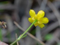 Ranunculus flammula Lärkesholmssjön, Örkelljunga, Skåne, Sweden 20180711_0163