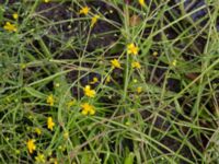 Ranunculus flammula Sönnerbergen, Onslala, Kungsbacka, Halland, Sweden 20150721_0003