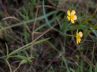 Ranunculus flammula Skanörs ljung, Falsterbohalvön, Vellinge, Skåne, Sweden 20170627_0013