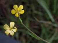 Ranunculus flammula Skanörs ljung, Falsterbohalvön, Vellinge, Skåne, Sweden 20170627_0015