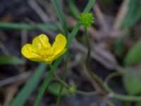 Ranunculus flammula Skyttsie hage, Skanörs ljung, Falsterbonäset, Vellinge, Skåne, Sweden 20180710_0007