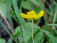 Ranunculus flammula Skyttsie hage, Skanörs ljung, Falsterbonäset, Vellinge, Skåne, Sweden 20180710_0008