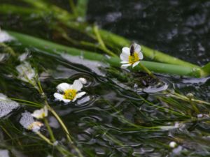 Ranunculus fluitans - River Water-crowfoot - Jättemöja