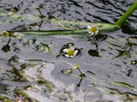 Ranunculus fluitans Erikstorp, Landskrona, Skåne, Sweden 20150625_0248