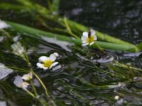 Ranunculus fluitans Erikstorp, Landskrona, Skåne, Sweden 20150625_0255