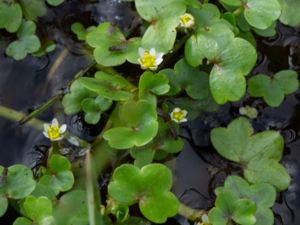 Ranunculus hederaceus - Ivy-leaved Crowfoot - Murgrönsmöja