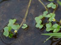 Ranunculus hederaceus Åstorp, Falkenberg, Halland, Sweden 20150721_0074