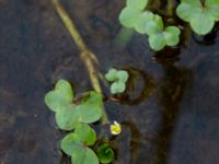 Ranunculus hederaceus Åstorp, Falkenberg, Halland, Sweden 20150721_0077