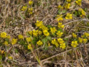 Ranunculus hyperboreus - Arctic Buttercup - Jordranunkel