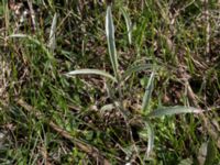 Ranunculus illyricus Borgholms slottsruin, Borgholm, Öland, Sweden 20160409_0216