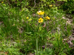 Ranunculus lanuginosus - Borstsmörblomma