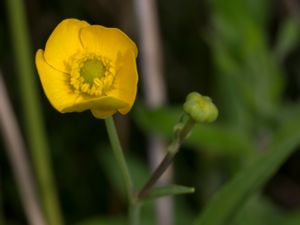 Ranunculus lingua - Greater Spearwort - Sjöranunkel