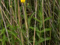 Ranunculus lingua Husie mosse, Malmö, Skåne, Sweden 20150623_0078