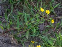 Ranunculus lingua Kungsmarken, Lund, Skåne, Sweden 20160528_0070