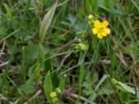 Ranunculus lingua Liaängen, Kågeröd, Eslöv, Skåne, Sweden 20160518_0016