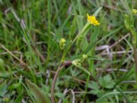 Ranunculus lingua Liaängen, Kågeröd, Eslöv, Skåne, Sweden 20160518_0018