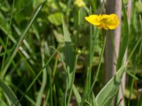 Ranunculus lingua Toarpsdammen, Malmö, Skåne, Sweden 20170625_0138