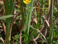 Ranunculus lingua Toarpsdammen, Malmö, Skåne, Sweden 20190621_0115