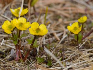 Ranunculus nivalis - Snowy Buttercup - Fjällsmörblomma