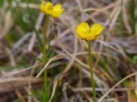 Ranunculus nivalis Coffee Dome, Nome, Alaska, USA 20140620_0630