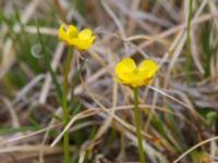 Ranunculus nivalis Coffee Dome, Nome, Alaska, USA 20140620_0631