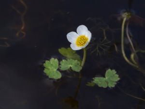 Ranunculus peltatus - Pond Water-crowfoot - Sköldmöja