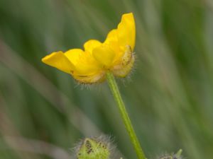 Ranunculus polyanthemos - Backsmörblomma