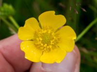 Ranunculus polyanthemos ssp. polyanthemos Kungsmarken, Lund, Skåne, Sweden 20170717_0090