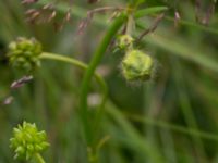 Ranunculus polyanthemos ssp. polyanthemos Kungsmarken, Lund, Skåne, Sweden 20170717_0095