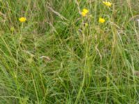 Ranunculus polyanthemos ssp. polyanthemos Kungsmarken, Lund, Skåne, Sweden 20170717_0097