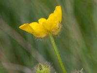 Ranunculus polyanthemos ssp. polyanthemos Kungsmarken, Lund, Skåne, Sweden 20170717_0102