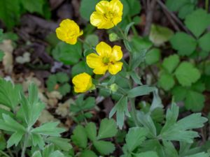 Ranunculus psilostachys - Luddranunkel