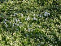 Puschkinia scilloides et Ranunculus psilostachys Karlevi norra, Mörbylånga, Öland, Sweden 20160409_0125