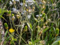 Ranunculus psilostachus Vanningen, Vellinge, Skåne, Sweden 20240525_0048