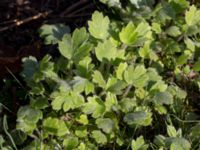 Ranunculus psilostachys Karlevi norra, Mörbylånga, Öland, Sweden 20160409_0124