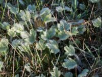 Ranunculus psilostachys Karlevi södra, Mörbylånga, Öland, Sweden 20160409_0119