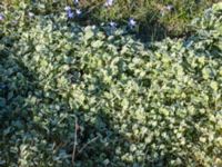 Ranunculus psilostachys Karlevi södra, Mörbylånga, Öland, Sweden 20160409_0120