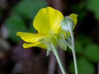 Ranunculus psilostachys Klostergårdsvägen, Lund, Skåne, Sweden 20200523_0073