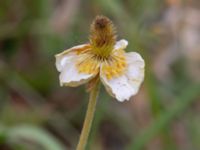 Ranunculus psilostachys Vanningen, Vellinge, Skåne, Sweden 20230615_0131