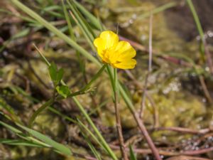 Ranunculus repens - Creeping Buttercup - Revsmörblomma