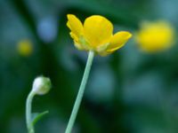 Ranunculus repens Djungelparken, Bunkeflostrand, Malmö, Skåne, Sweden 20180530_0004